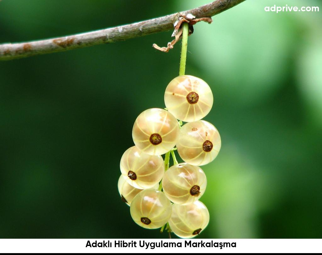 Adaklı Hibrit Uygulama Markalaşma6