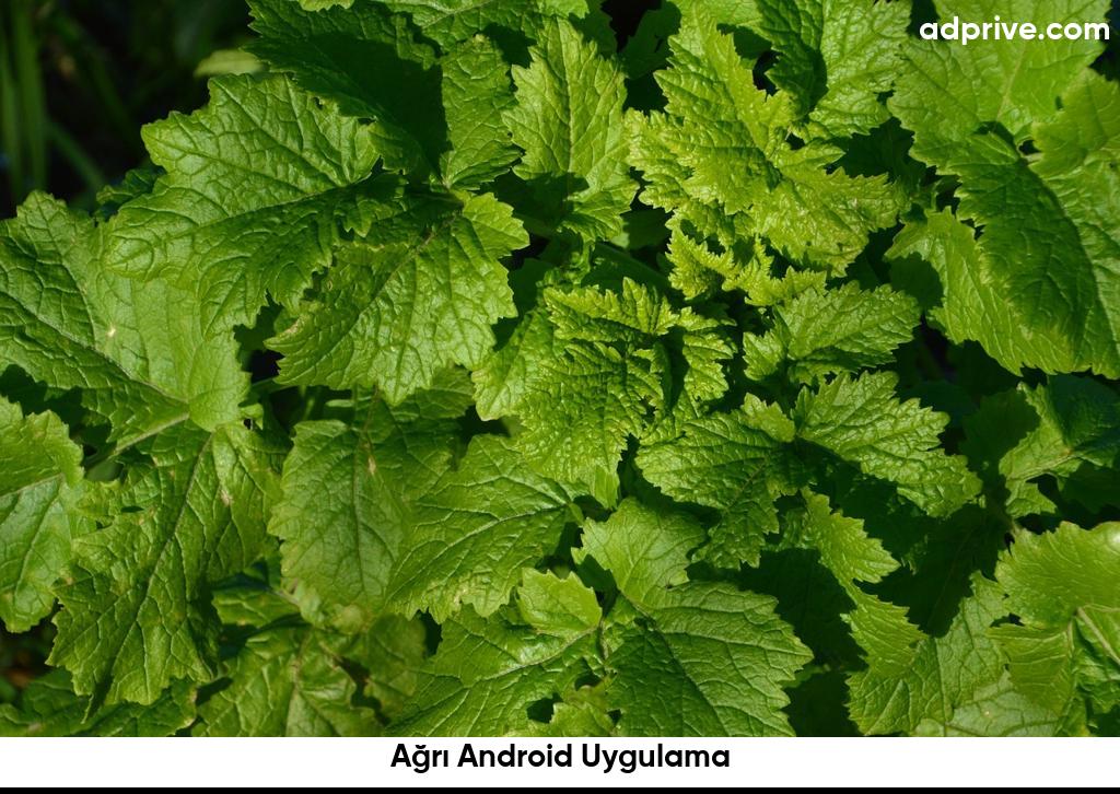 Agri Android Uygulama6