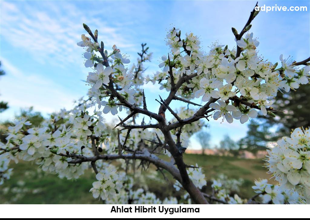 Ahlat Hibrit Uygulama6