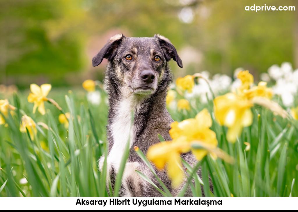 Aksaray Hibrit Uygulama Markalasma6