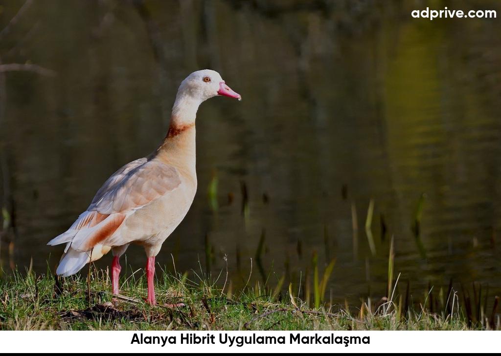 Alanya Hibrit Uygulama Markalaşma6