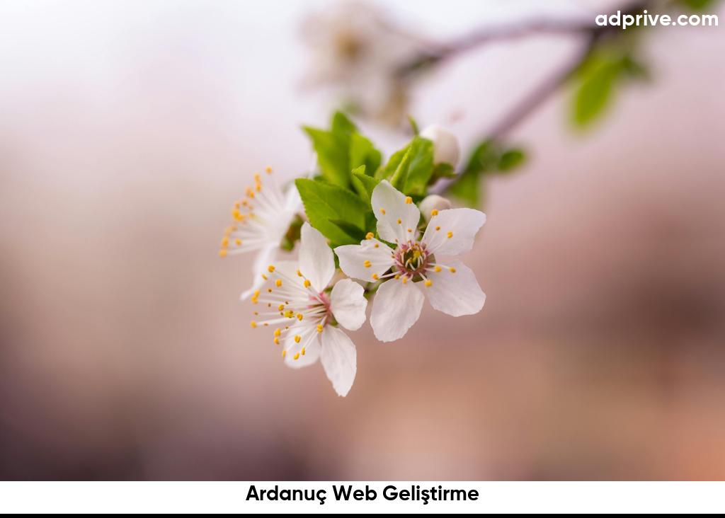 Ardanuç Web Geliştirme6