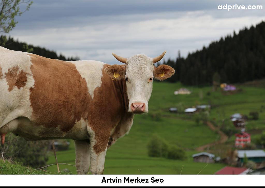 Artvin Merkez Seo6