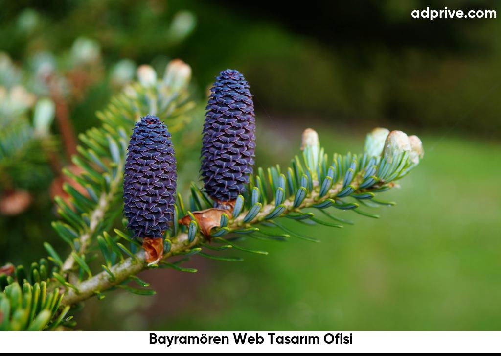 Bayramören Web Tasarım Ofisi6