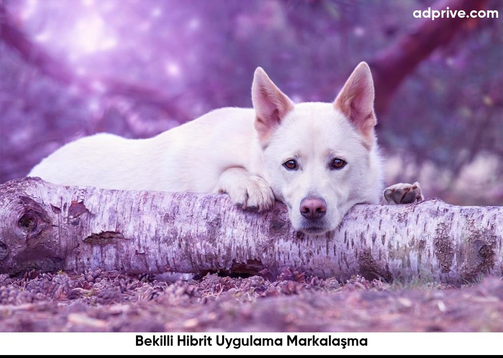 Bekilli Hibrit Uygulama Markalaşma6