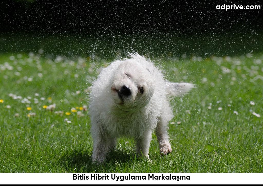 Bitlis Hibrit Uygulama Markalasma6