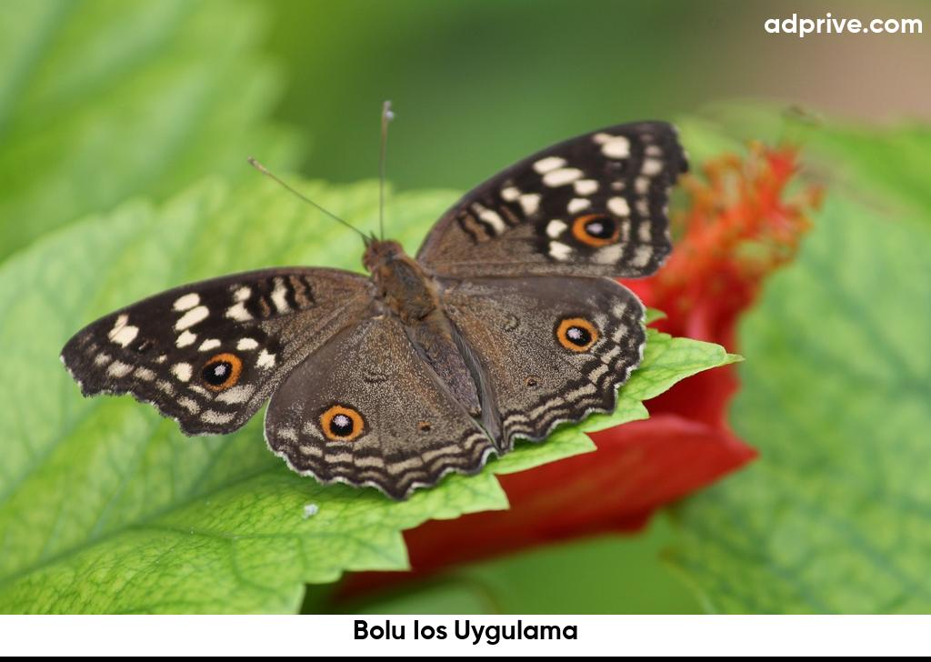 Bolu Ios Uygulama6