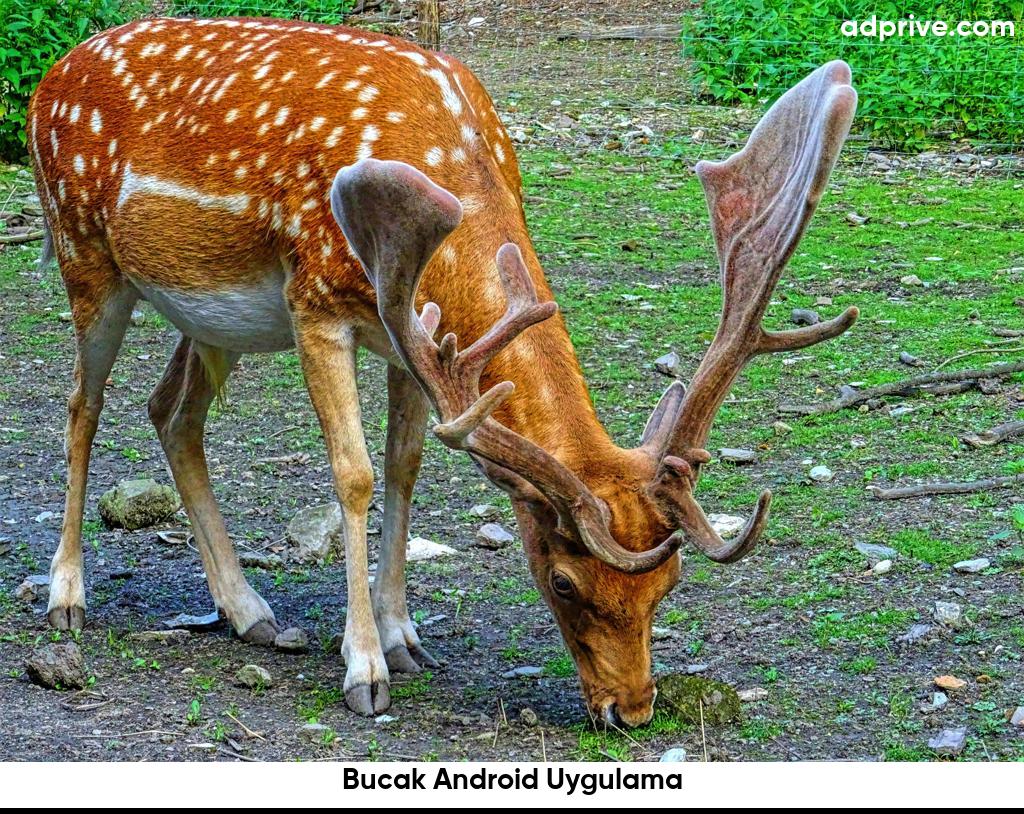 Bucak Android Uygulama6