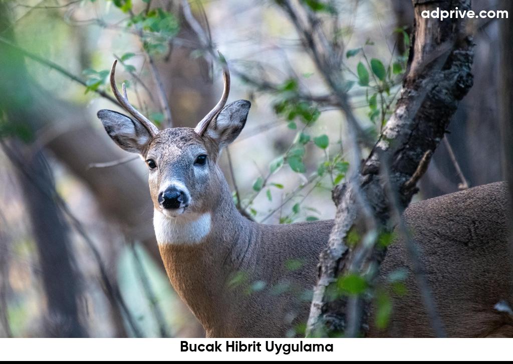 Bucak Hibrit Uygulama6