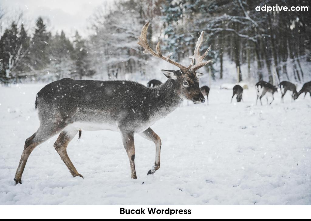 Bucak Wordpress6