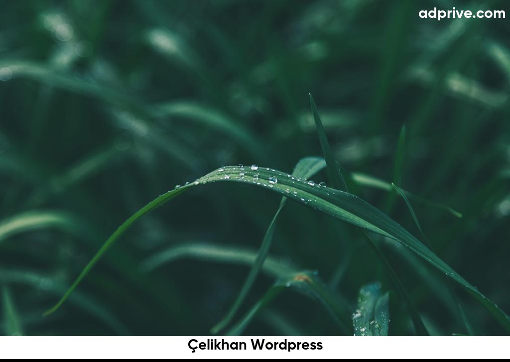 Celikhan Wordpress6