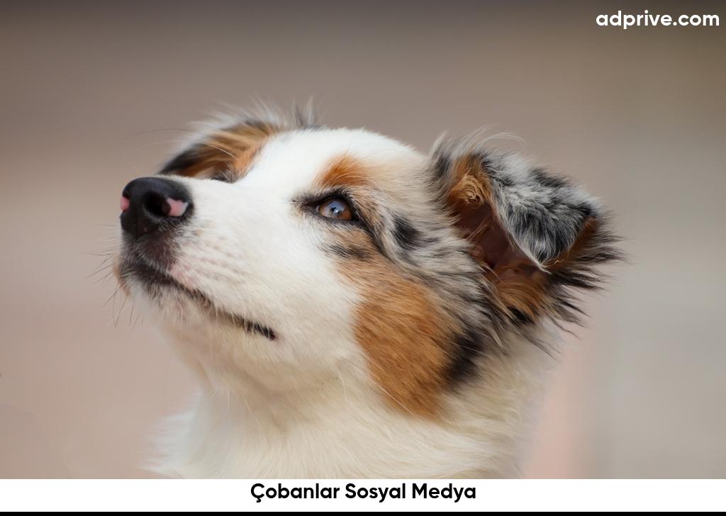 Cobanlar Sosyal Medya6