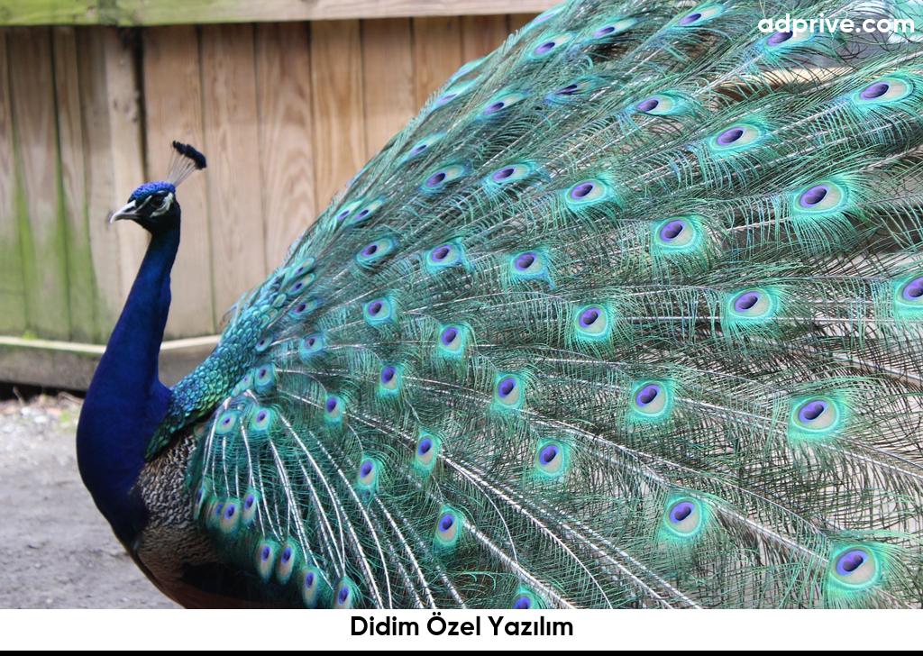 Didim Özel Yazılım6