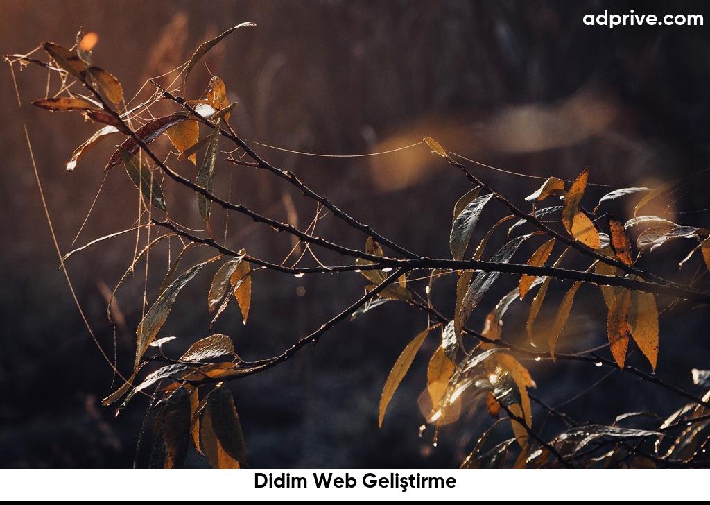 Didim Web Geliştirme6