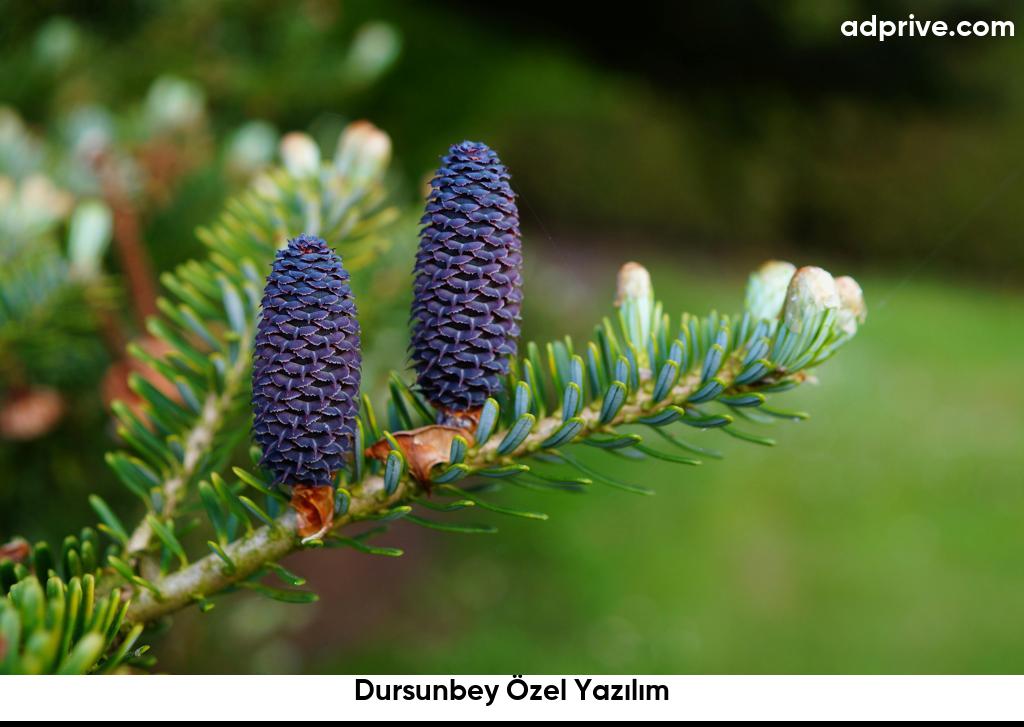 Dursunbey Özel Yazılım6