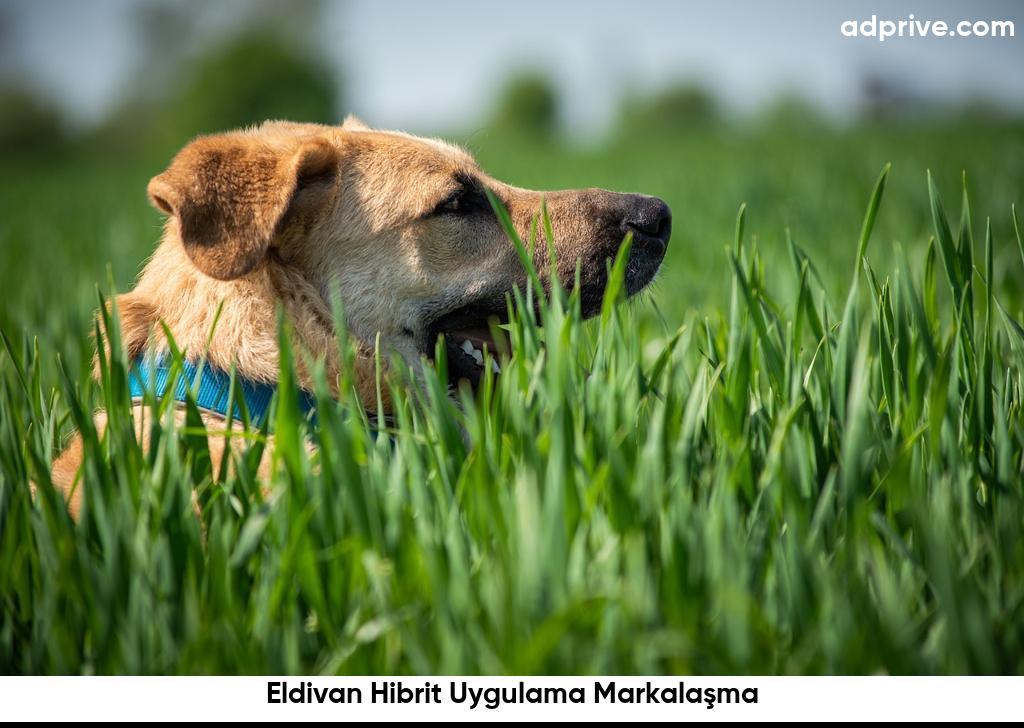 Eldivan Hibrit Uygulama Markalaşma6