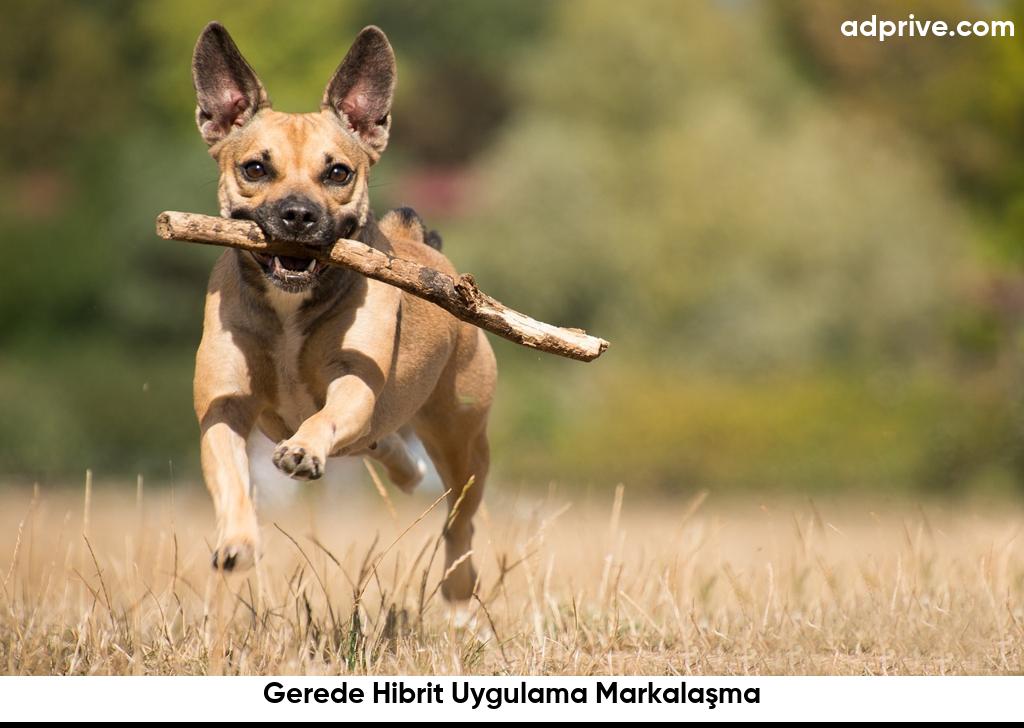 Gerede Hibrit Uygulama Markalaşma6