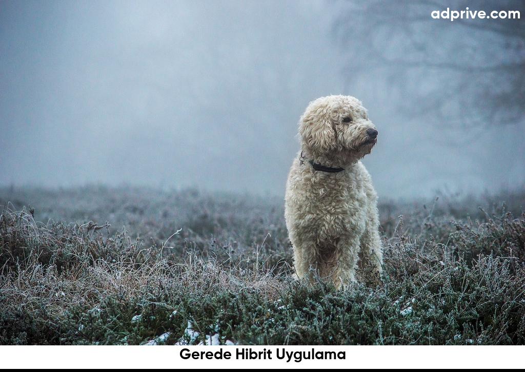 Gerede Hibrit Uygulama6