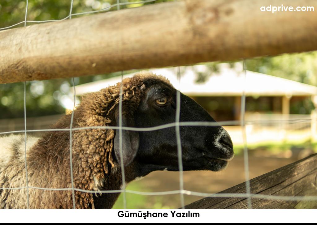 Gumushane Yazilim6