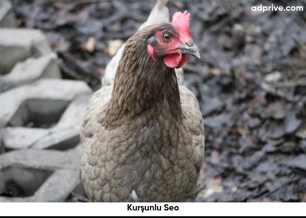 Kurşunlu Seo6