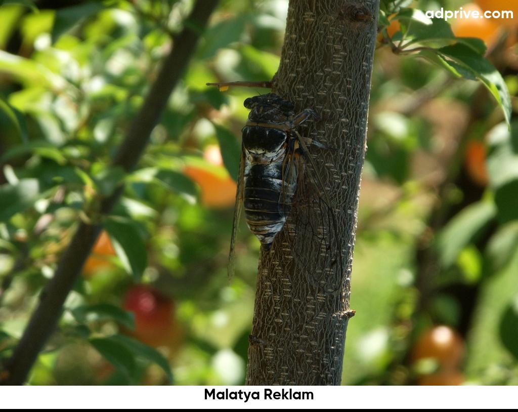 Malatya Reklam6