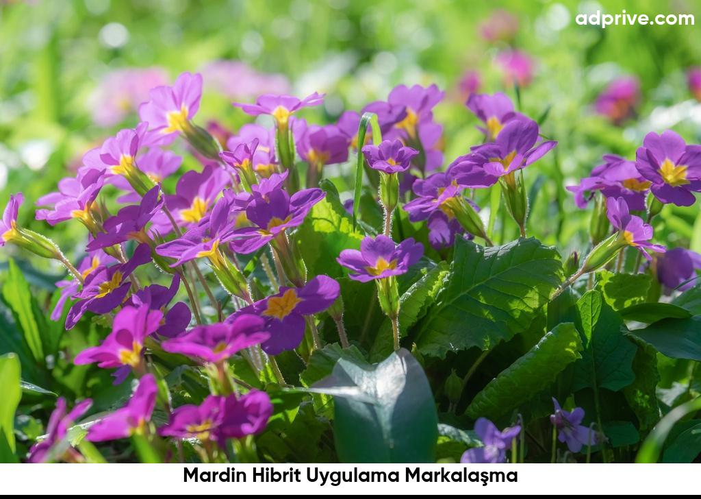 Mardin Hibrit Uygulama Markalasma6