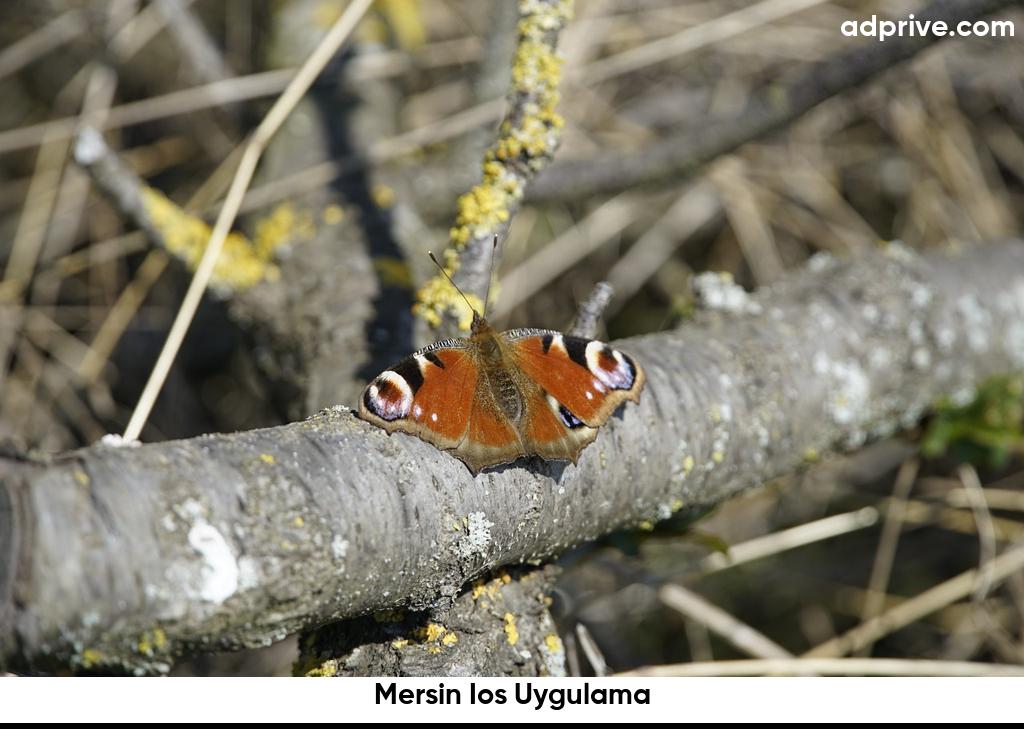 Mersin Ios Uygulama6