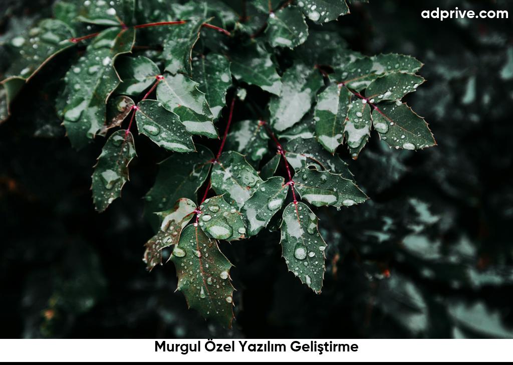 Murgul Özel Yazılım Geliştirme6