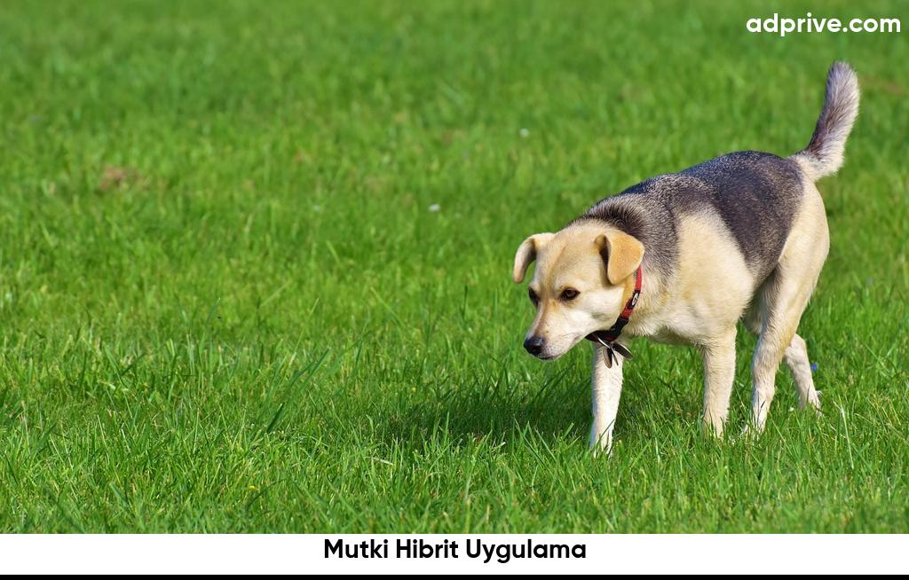 Mutki Hibrit Uygulama6