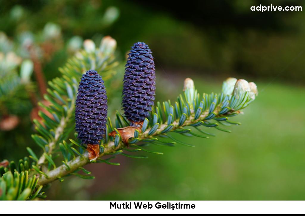 Mutki Web Geliştirme6