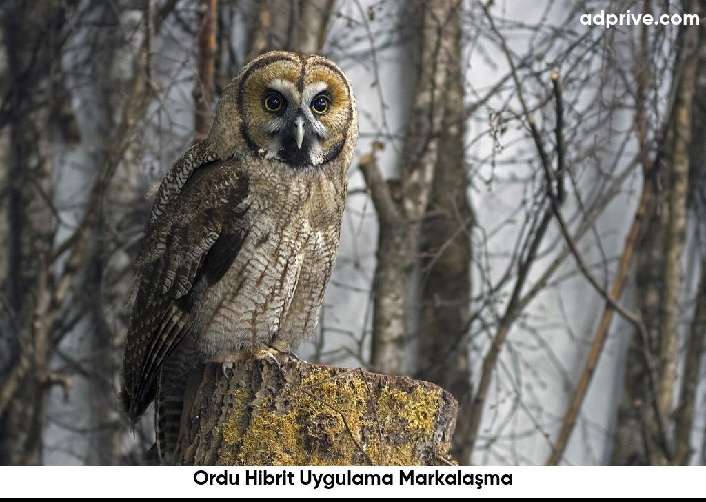 Ordu Hibrit Uygulama Markalasma6