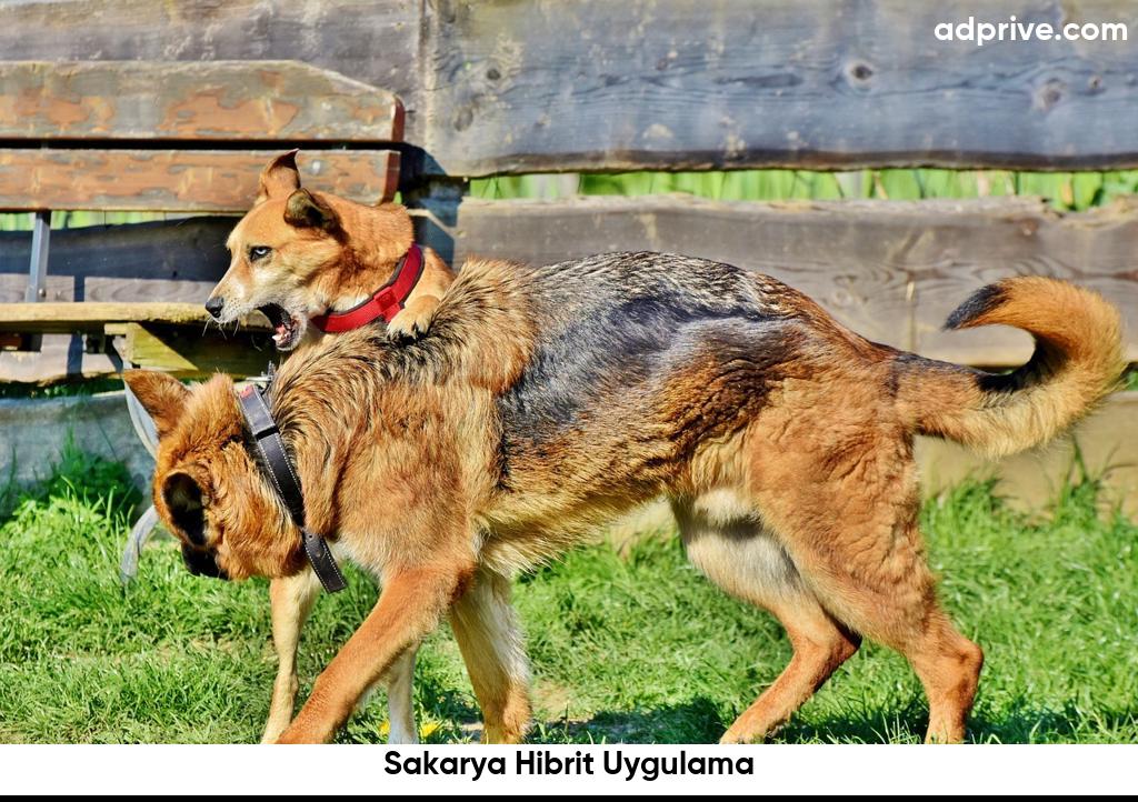 Sakarya Hibrit Uygulama6