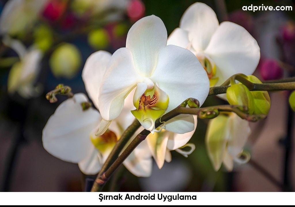 Sirnak Android Uygulama6