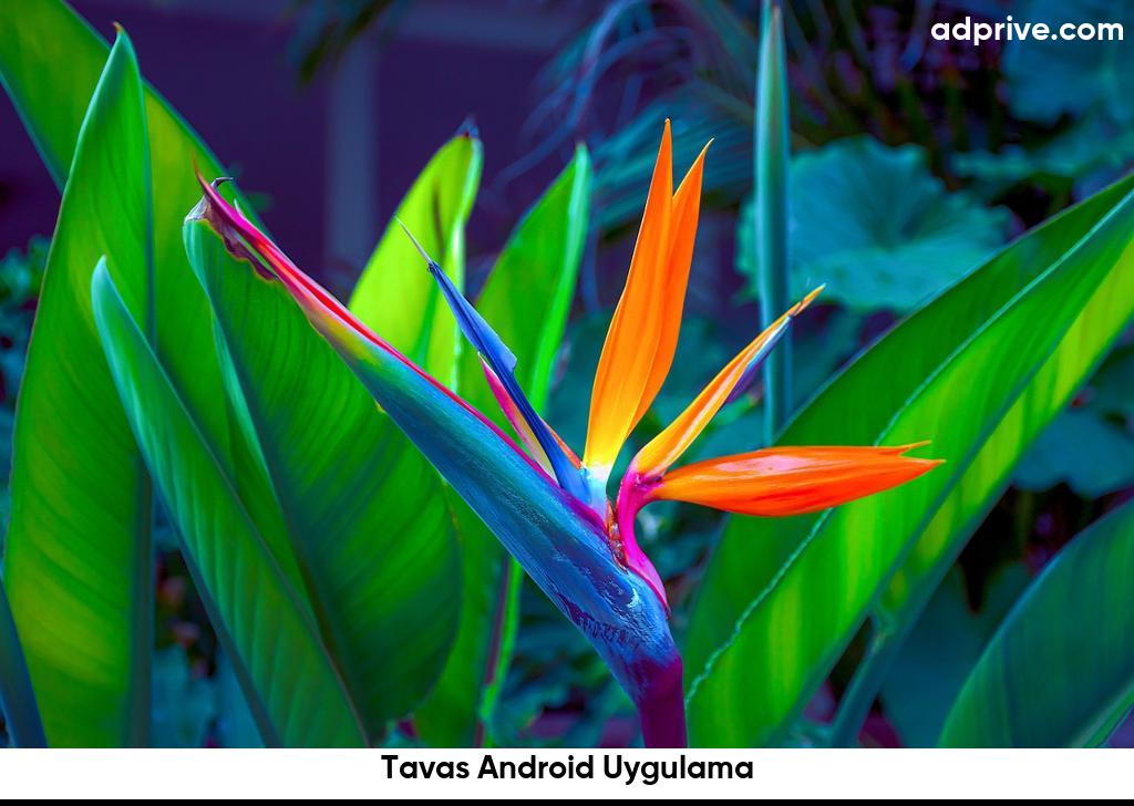 Tavas Android Uygulama6