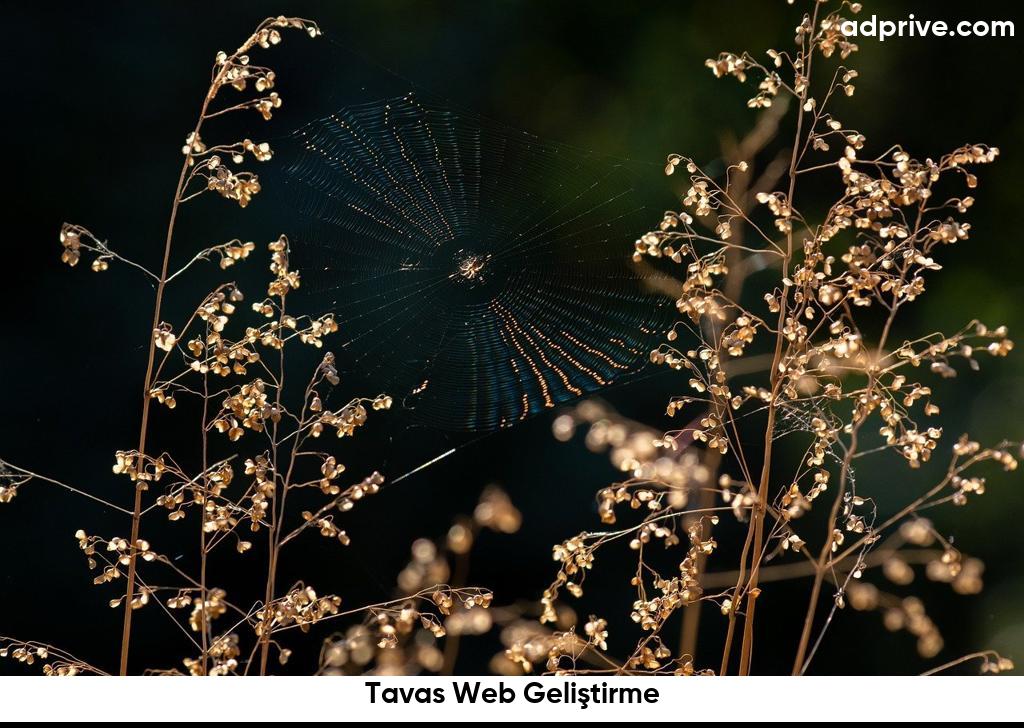 Tavas Web Geliştirme6