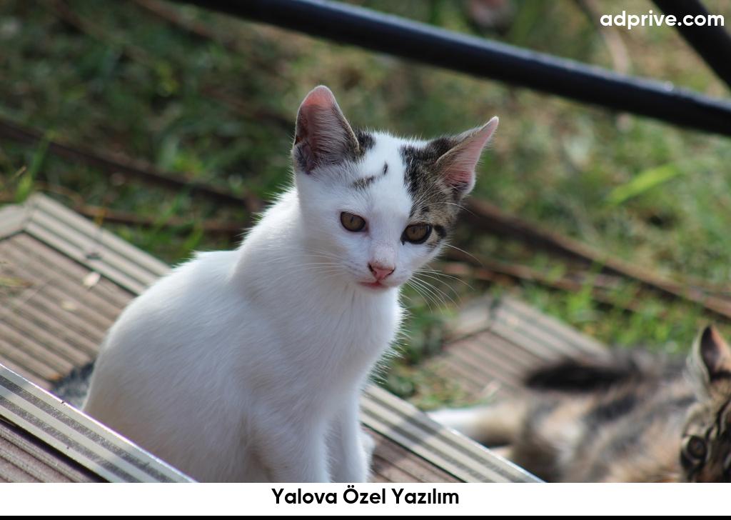 Yalova Ozel Yazilim6