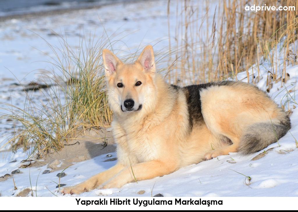 Yapraklı Hibrit Uygulama Markalaşma6