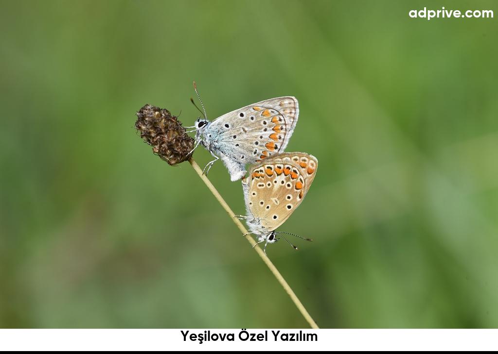 Yeşilova Özel Yazılım6