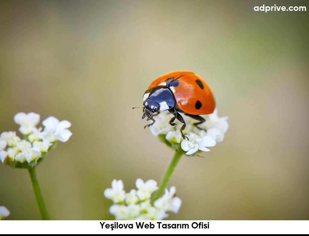 Yeşilova Web Tasarım Ofisi6