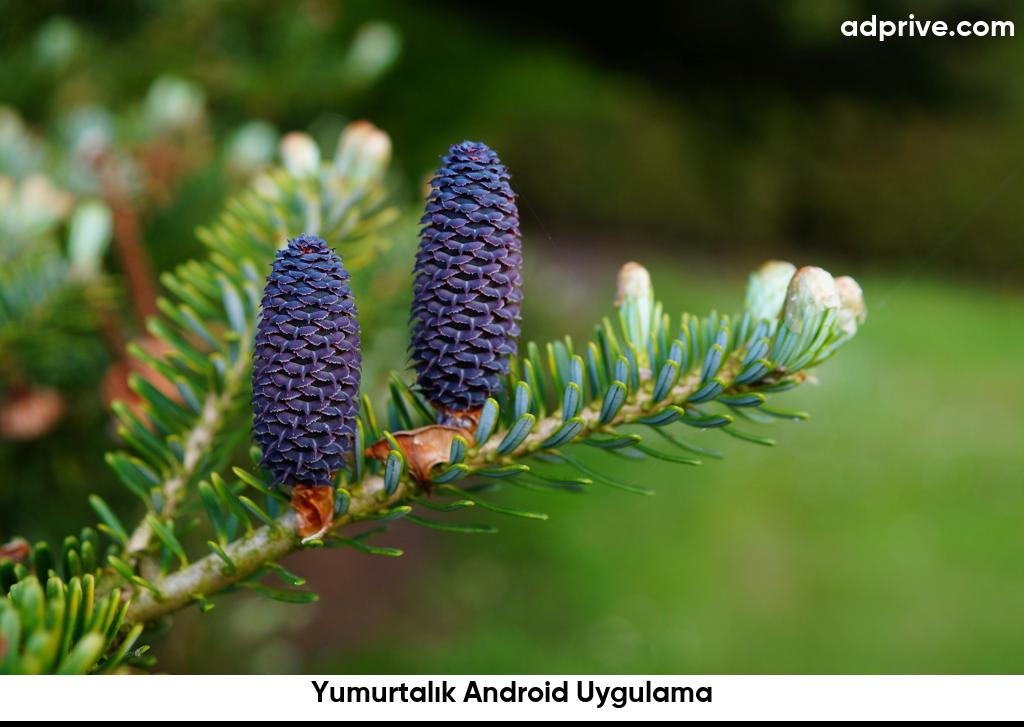 Yumurtalik Android Uygulama6